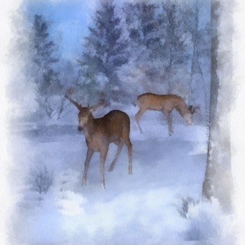 Two buck deer in snow aquarelle gingezel web.jpg